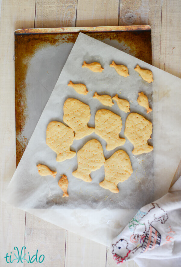 Homemade goldfish crackers baked on a parchment lined cookie sheet.