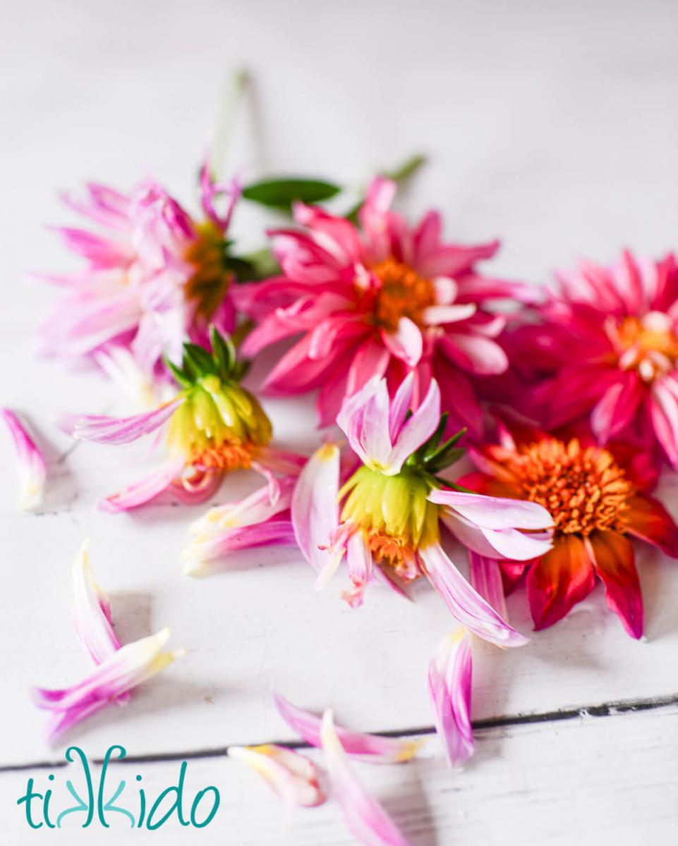 edible dried flower petals Dahlias and dahlia petals on a white wooden surface, ready to dry to make edible dried flower petals.