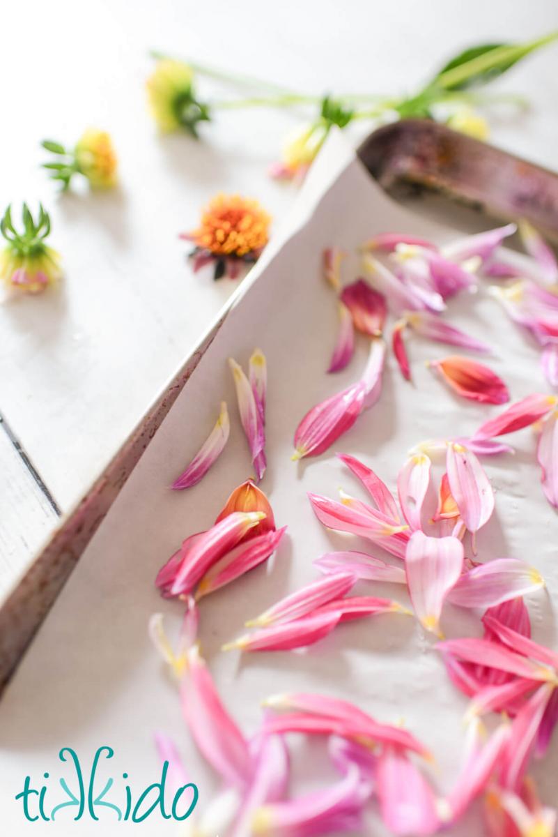 edible dried flower petals Dahlia petals on a parchment lined baking sheet, ready to dry in the oven. The centers of the dahlias are on the table in the background.