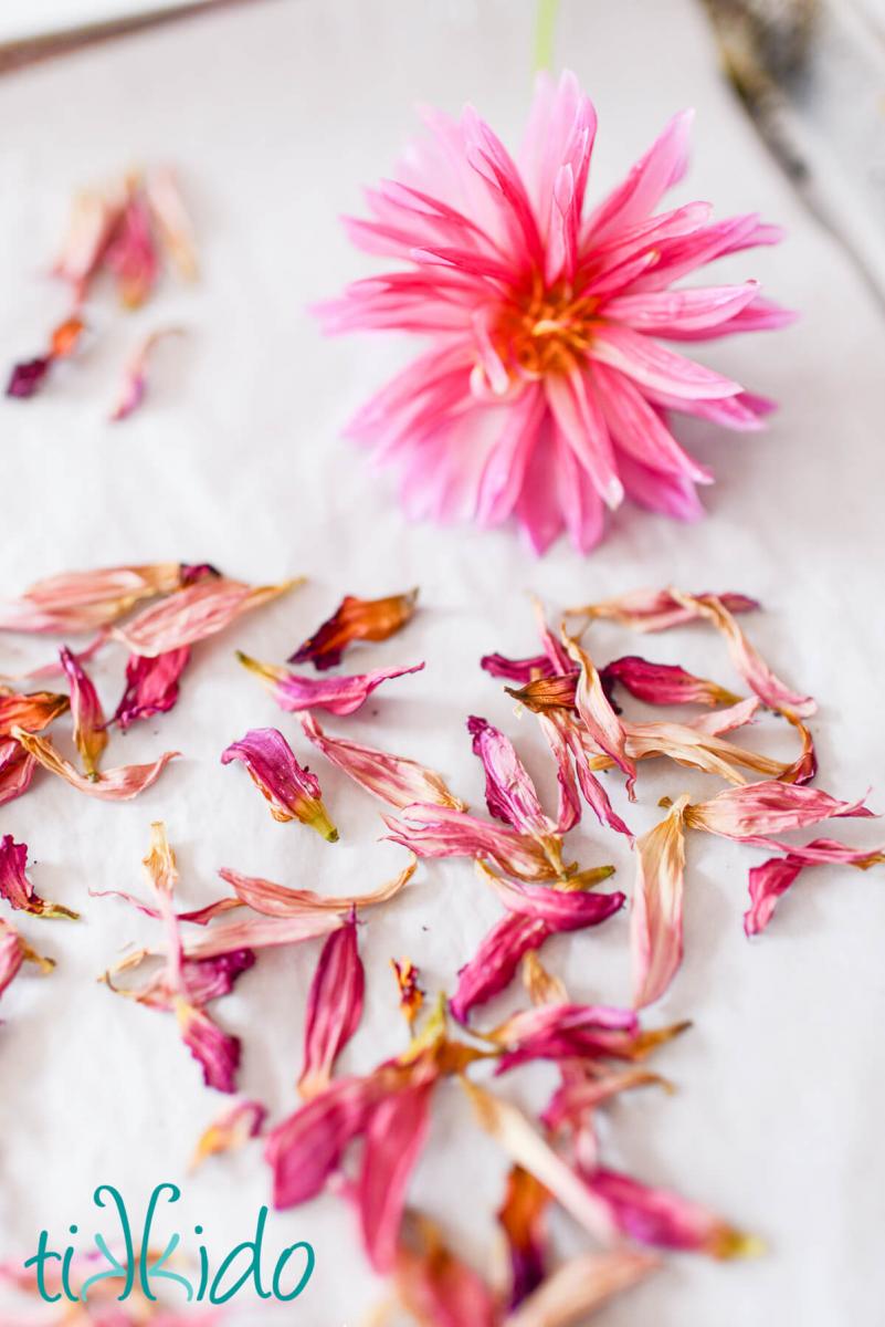 edible dried flower petals A fresh dahlia and dried dahlia petals on a parchment lined baking sheet.