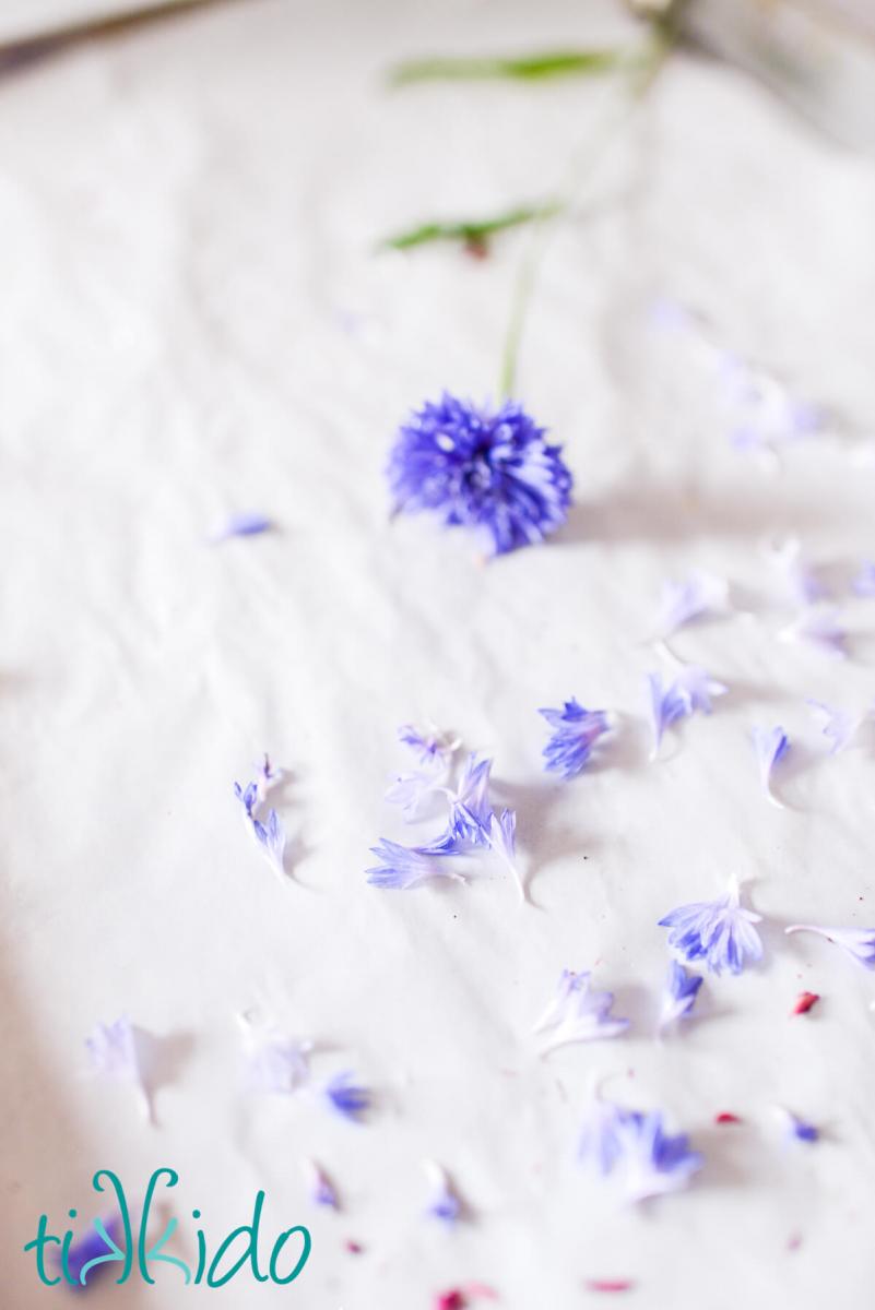 edible dried flower petals A cornflower and cornflower petals on a parchment lined baking sheet ready to dry to make edible dried flower petals.