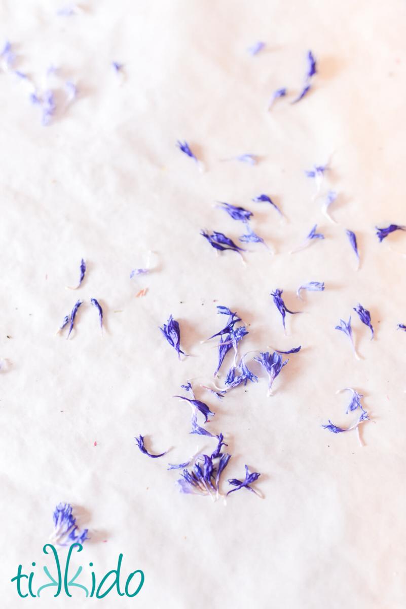 edible dried flower petals Dried cornflower petals on parchment paper.